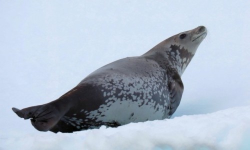 Zdjcie ANTARKTYDA / Antarctic Peninsula / Antarktyda / CHYBA CO WIETRZ