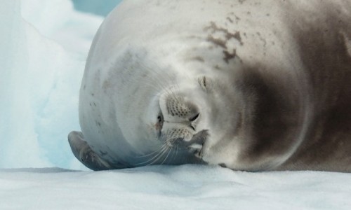 Zdjcie ANTARKTYDA / Antarctic Peninsula / Antarktyda / NIECH CI SI PRZYNI RYBA