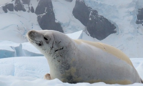 Zdjcie ANTARKTYDA / Antarctic Peninsula / Antarktyda / FOCZY UMIECH?