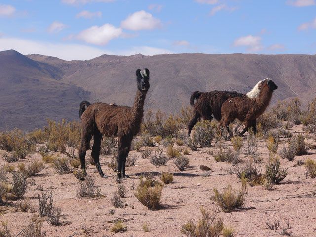 Zdjęcia: La Polvorilla, Salta, Alpaki, ARGENTYNA Zdjęcia: La Polvorilla, Salta, Alpaki, ARGENTYNA