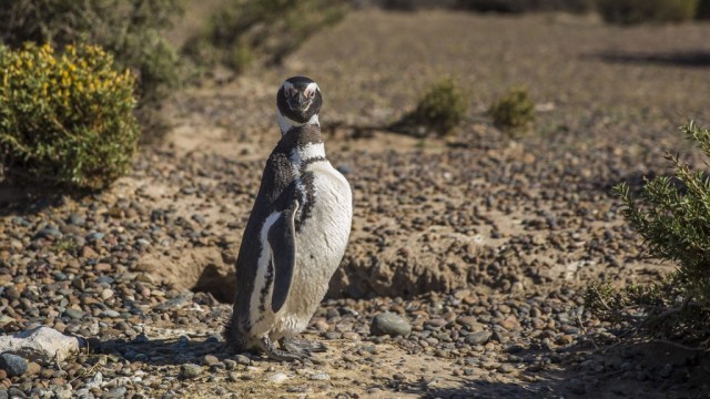 Zdj cia: Punta Tombo, Peninsula Valdes, Pingwin nie z Madagaskaru, ARGENTYNA