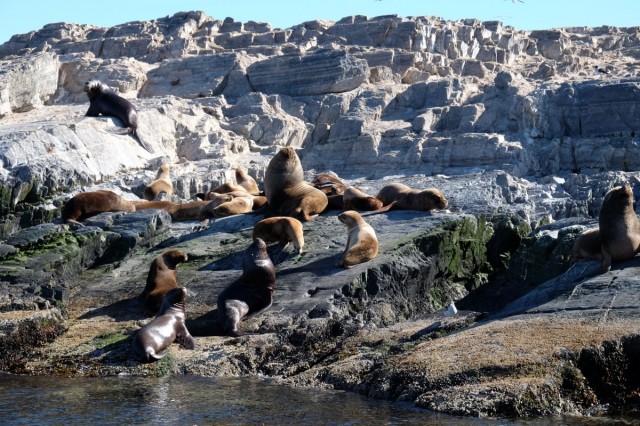Zdj cia: Kana Beagla, Tierra del Fuego, Fauna na wysepce, ARGENTYNA
