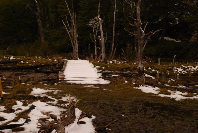 Zdjęcia: Ushuaia, Tierra del Fuego , runo lesne z kladka, ARGENTYNA Zdjęcia: Ushuaia, Tierra del Fuego , runo lesne z kladka, ARGENTYNA