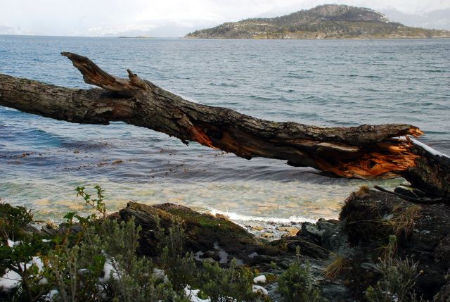 Zdjęcia: Ushuaia, Tierra del Fuego , a tree and a sea, ARGENTYNA Zdjęcia: Ushuaia, Tierra del Fuego , a tree and a sea, ARGENTYNA