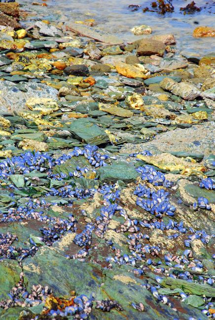 Zdjęcia: Ushuaia, Tierra del Fuego , mule, ARGENTYNA Zdjęcia: Ushuaia, Tierra del Fuego , mule, ARGENTYNA