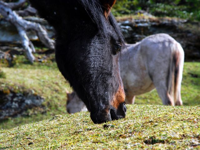 Zdjęcia: Ushuaia, Tierra del Fuego , kuń, ARGENTYNA Zdjęcia: Ushuaia, Tierra del Fuego , kuń, ARGENTYNA