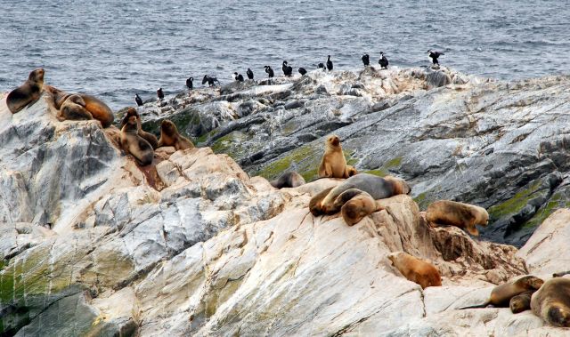 Zdjęcia: Ushuaia, Tierra del Fuego , z zycia fok. nie tylko , ARGENTYNA Zdjęcia: Ushuaia, Tierra del Fuego , z zycia fok. nie tylko , ARGENTYNA