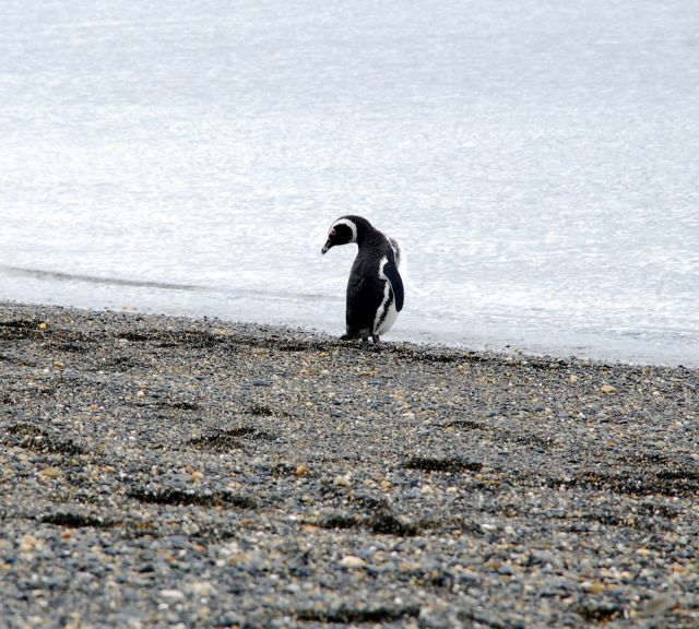 Zdjęcia: Ushuaia, Tierra del Fuego , pingwin, ARGENTYNA Zdjęcia: Ushuaia, Tierra del Fuego , pingwin, ARGENTYNA