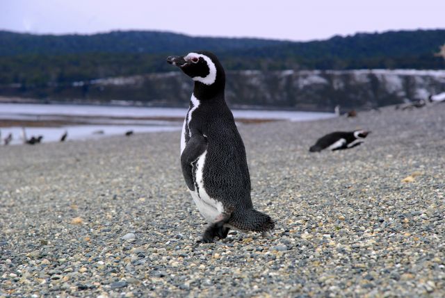 Zdjęcia: Ushuaia, Tierra del Fuego , pingwin. znow., ARGENTYNA Zdjęcia: Ushuaia, Tierra del Fuego , pingwin. znow., ARGENTYNA
