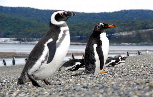 Zdjęcia: Ushuaia, Tierra del Fuego , dwa rozne, ARGENTYNA Zdjęcia: Ushuaia, Tierra del Fuego , dwa rozne, ARGENTYNA
