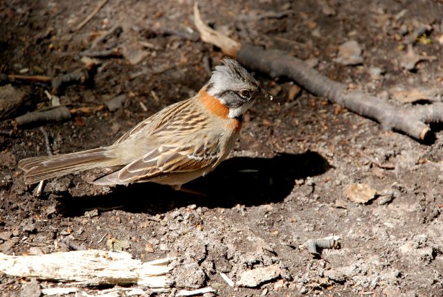 Zdjęcia: El Chanten , Patagonia , birdy, ARGENTYNA Zdjęcia: El Chanten , Patagonia , birdy, ARGENTYNA
