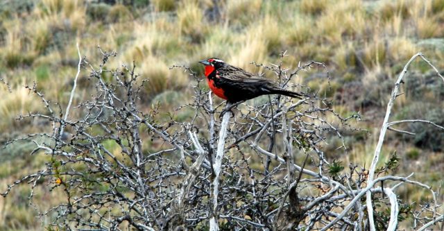 Zdjęcia: El Chanten , Patagonia , wroblowaty , ARGENTYNA Zdjęcia: El Chanten , Patagonia , wroblowaty , ARGENTYNA
