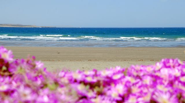 Zdjęcia: Puerto Piramides, Chubut, morze kolorem ozywione, ARGENTYNA Zdjęcia: Puerto Piramides, Chubut, morze kolorem ozywione, ARGENTYNA