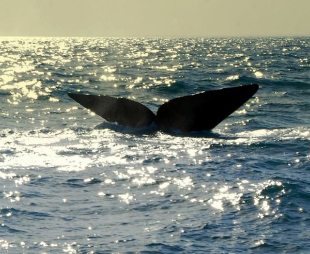 Zdjęcia: Puerto Piramides, Chubut, WielkiRyb, ARGENTYNA Zdjęcia: Puerto Piramides, Chubut, WielkiRyb, ARGENTYNA