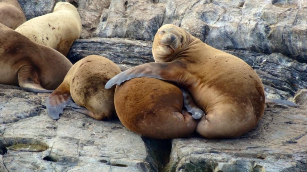Zdjęcia: Beagle Channel, Tierra Del Fuego, Sea Lions, ARGENTYNA Zdjęcia: Beagle Channel, Tierra Del Fuego, Sea Lions, ARGENTYNA