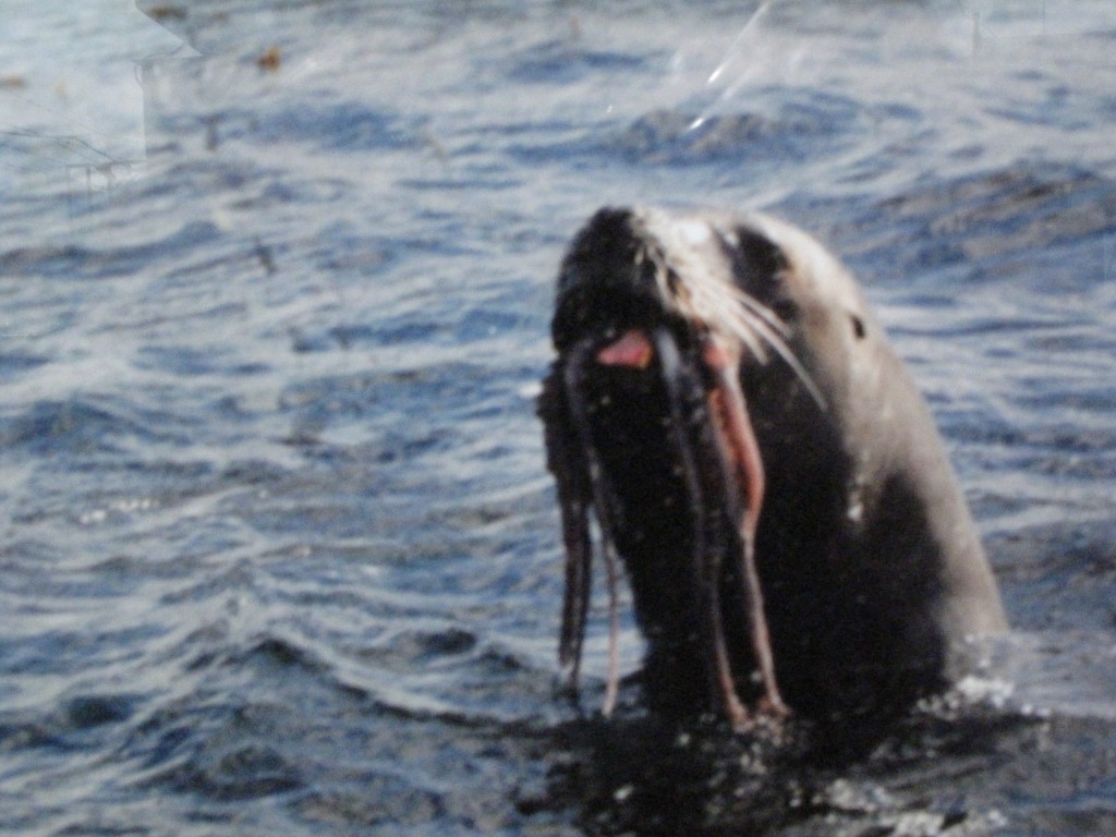 Zdjęcia: Ushuaia, Kanała Beagl, Uszatka, ARGENTYNA Zdjęcia: Ushuaia, Kanała Beagl, Uszatka, ARGENTYNA