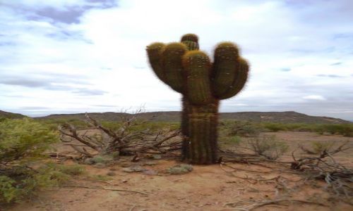 Zdjecie ARGENTYNA / La Rioja / Park Narodowy Talampaya / Saguaro