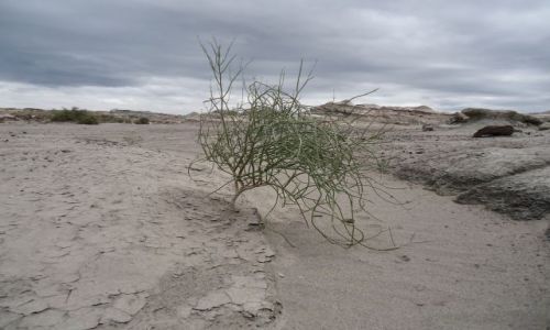Zdjecie ARGENTYNA / San Juan / Park Narodowy Ischigualasto / Rolinka