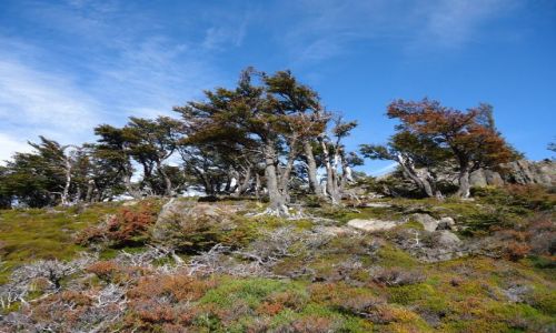 Zdjecie ARGENTYNA / Santa Cruz (Patagonia) / Park Narodowy Los Glaciares (cz. pnocna) / Drzewa