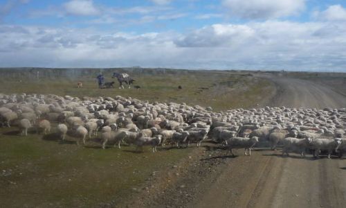 Zdjecie ARGENTYNA / Ushuaia-el Calafate / gdzies w Patagonii / przez Patagoni