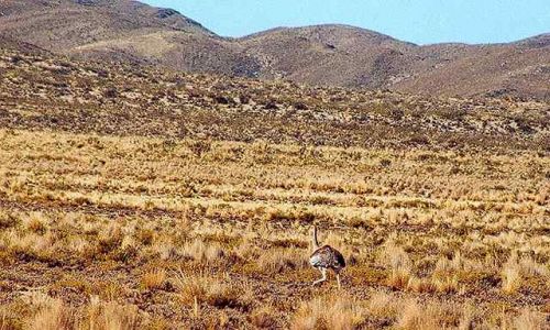 Zdjęcie ARGENTYNA / Puna czyli Altiplano / spotk. po drodze: wysokogorski strus, krewniak nandu w keczua zwany