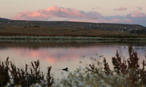 Zdjecie ARGENTYNA / Santa Cruz / El Ccalafate / Flamingos byly ale odfrunely..