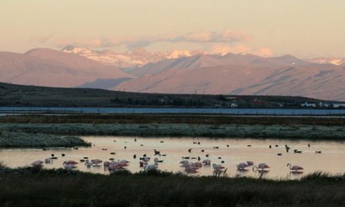 Zdjecie ARGENTYNA / Santa Cruz / Lago Argentino, El Calafate / Flamingi powrocily