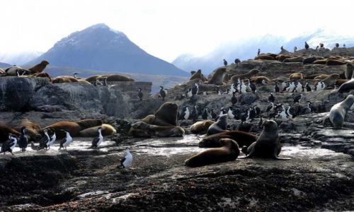 Zdjecie ARGENTYNA / Patagonia / Ushuaia / Kana Beagle