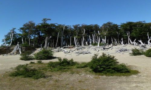 Zdjęcie ARGENTYNA / Patagonia / Fitz Roy / Dziwny las