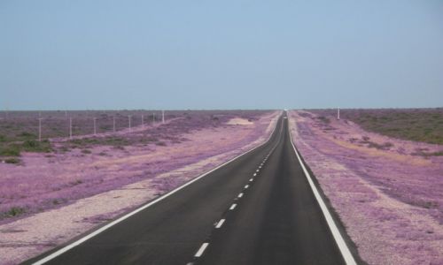 Zdjęcie ARGENTYNA / Pampa / Gdzieś na drodze / Argentyńska pampa