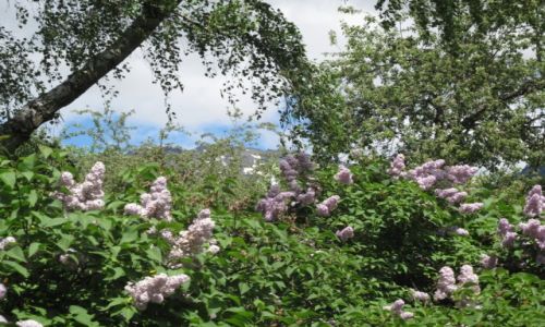 Zdjęcie ARGENTYNA / Pampa / Gdzieś na drodze / Uroki argentyńskiej przyrody