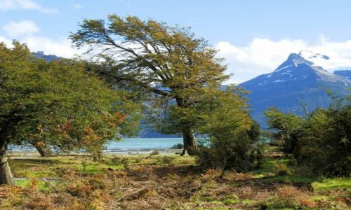 Zdjecie ARGENTYNA / Patagonia / Patagonia / Dzrzewa chylce si od wiatru