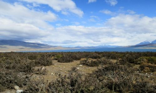 Zdjecie ARGENTYNA / Patagonia / Patagonia / Dzika przyroda