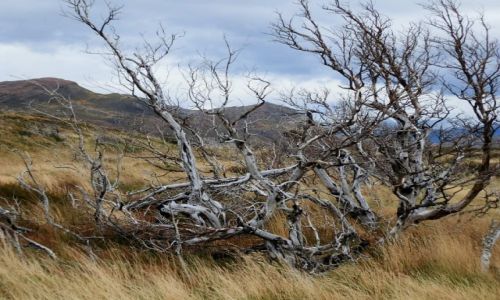 Zdjecie ARGENTYNA / Patagonia / Patagonia / Surowa przyroda