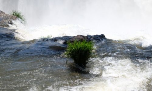 Zdjcie ARGENTYNA / Iguassu / Park narodowy Cataratas / Ocalaam w rwcej wodzie