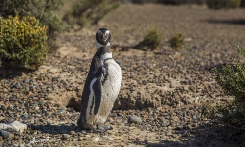Zdjcie ARGENTYNA / Peninsula Valdes / Punta Tombo / Pingwin nie z Madagaskaru