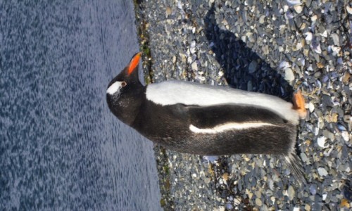 Zdjecie ARGENTYNA / Ushuaia / Isla de Martillo / liczny pingwinek
