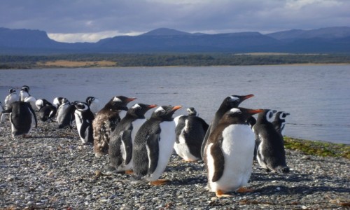 Zdjecie ARGENTYNA / Ushuaia / Isla de Martillo / sodkie pingwinki 