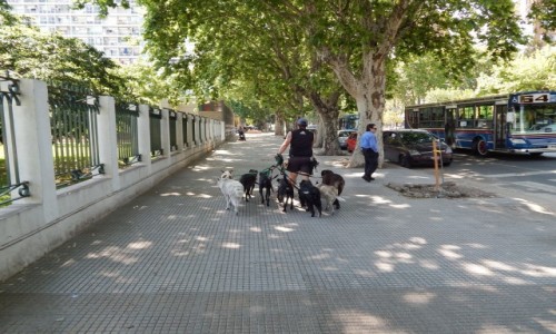Zdjecie ARGENTYNA / Buenos Aires / Buenos Aires / Wyprowadzacz psow