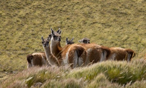 Zdjcie ARGENTYNA / Patagonia / gdzie przy Ruta40 / O, samochd zatrzymuj, pewno foci bd