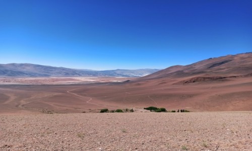Zdjęcie ARGENTYNA / Salta / Oaza Antofallitas / Oaza Antofallitas na Salarze Antofalla