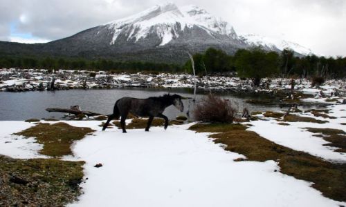 Zdjecie ARGENTYNA / Tierra del Fuego  / Ushuaia / kon udaje osla