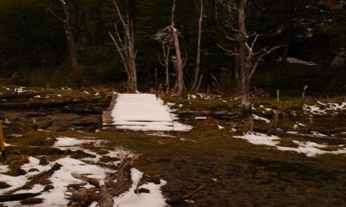 Zdjecie ARGENTYNA / Tierra del Fuego  / Ushuaia / runo lesne z kladka