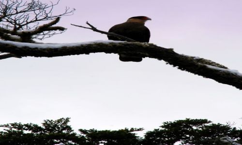 Zdjecie ARGENTYNA / Tierra del Fuego  / Ushuaia / kolejny ptak. troche sie boje.
