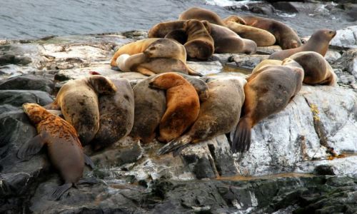 Zdjecie ARGENTYNA / Tierra del Fuego  / Ushuaia / ciepelko rodzinne
