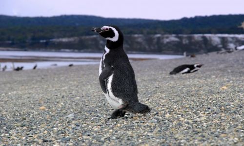 Zdjecie ARGENTYNA / Tierra del Fuego  / Ushuaia / pingwin. znow.
