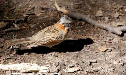 Zdjecie ARGENTYNA / Patagonia  / El Chanten  / birdy