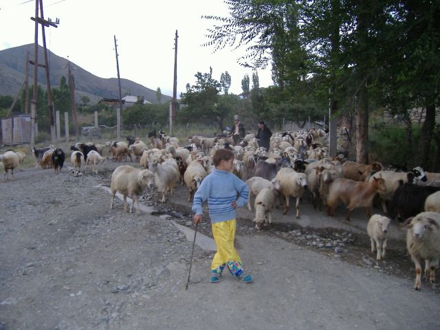 Zdjęcia: Pambak, Armenia, Ormianski pastuszek, ARMENIA Zdjęcia: Pambak, Armenia, Ormianski pastuszek, ARMENIA