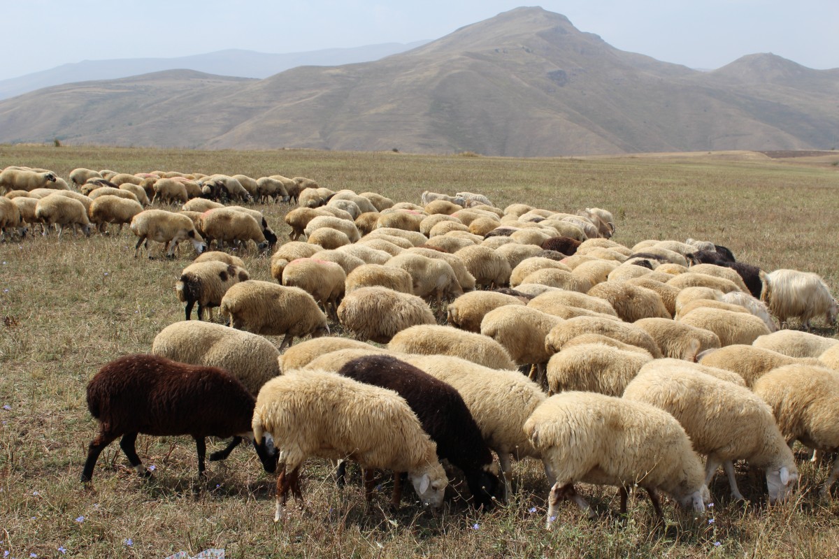 Zdjęcia: Armenia, Armenia, Armenia 2018, ARMENIA Zdjęcia: Armenia, Armenia, Armenia 2018, ARMENIA