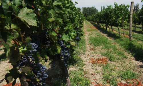 Zdjęcie ARMENIA / Szirk / okolice Giumri / Wi...nne grono